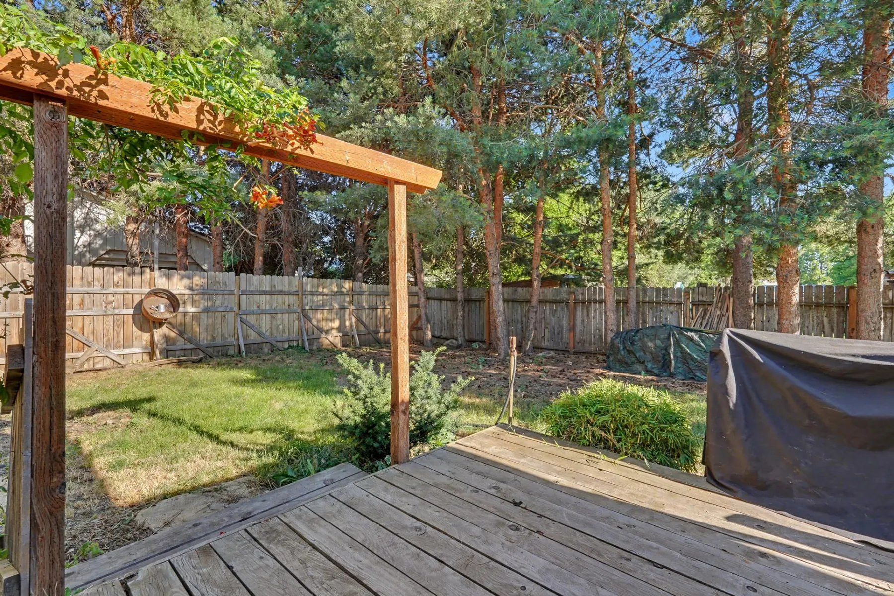 Fenced back yard with an open wood deck, pergola beam, lawn and mature pine trees